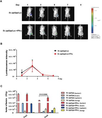 IFN-γ enhances the antitumor activity of attenuated salmonella-mediated cancer immunotherapy by increasing M1 macrophage and CD4 and CD8 T cell counts and decreasing neutrophil counts